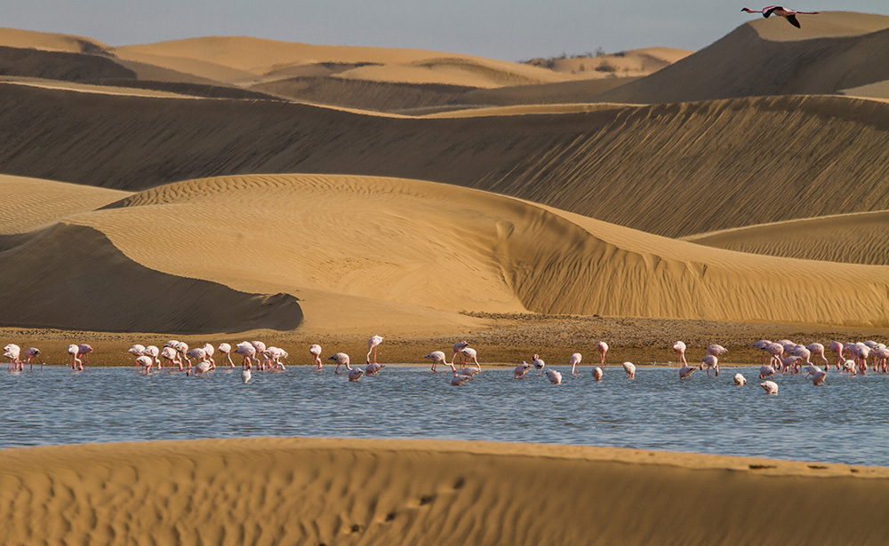 ウォルビスベイ(ナミビア)