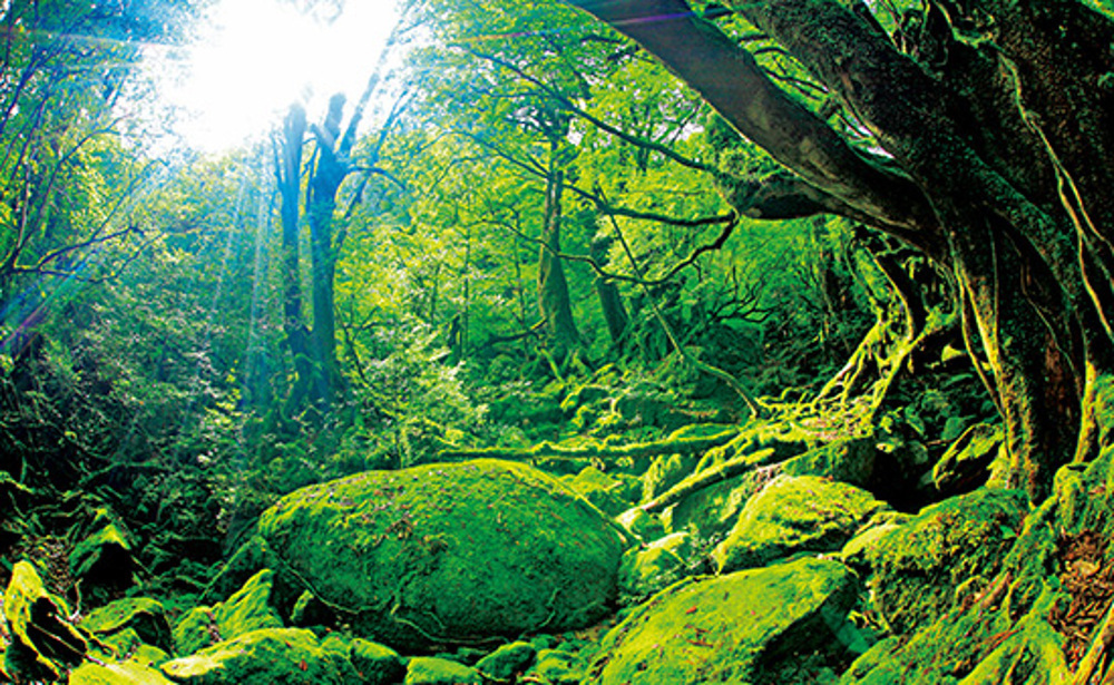 白谷雲水峡／屋久島(イメージ)