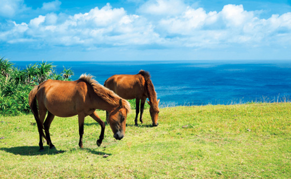 与那国馬