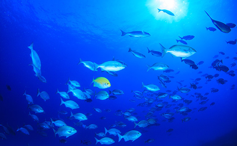 小笠原（イメージ）