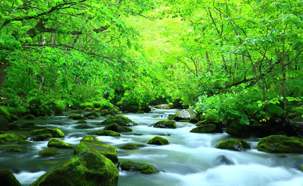 青森 / 奥入瀬渓流