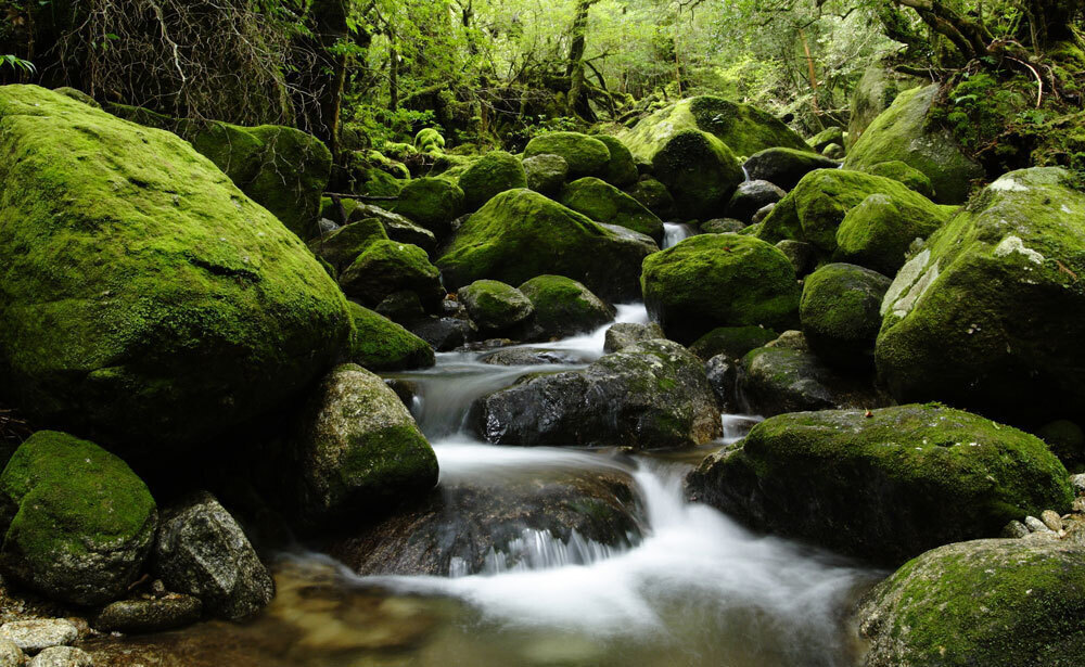 屋久島