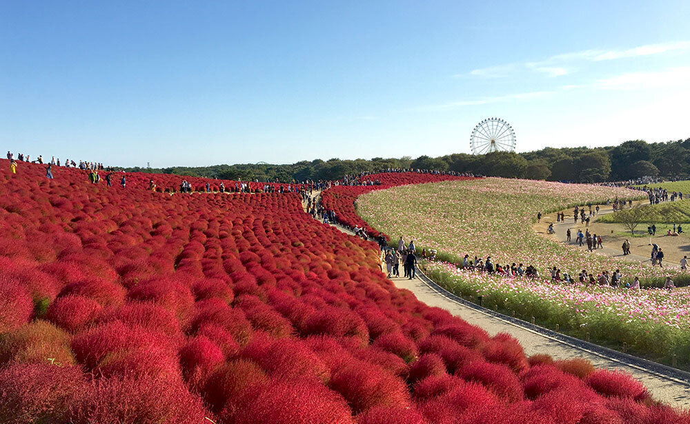 国営ひたち海浜公園