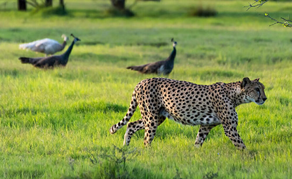 シルバニヤス島