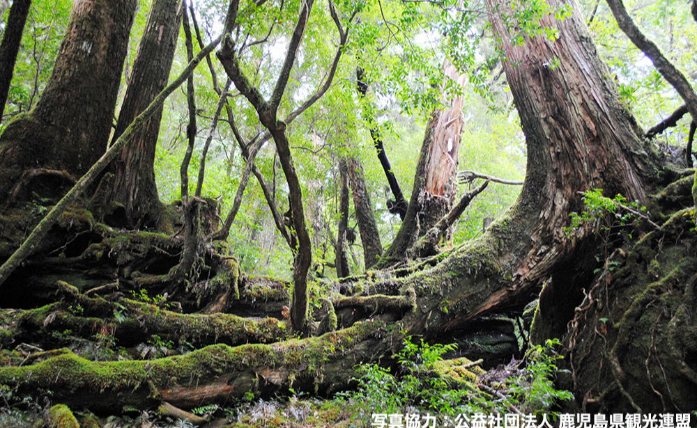【OP】屋久島（イメージ）