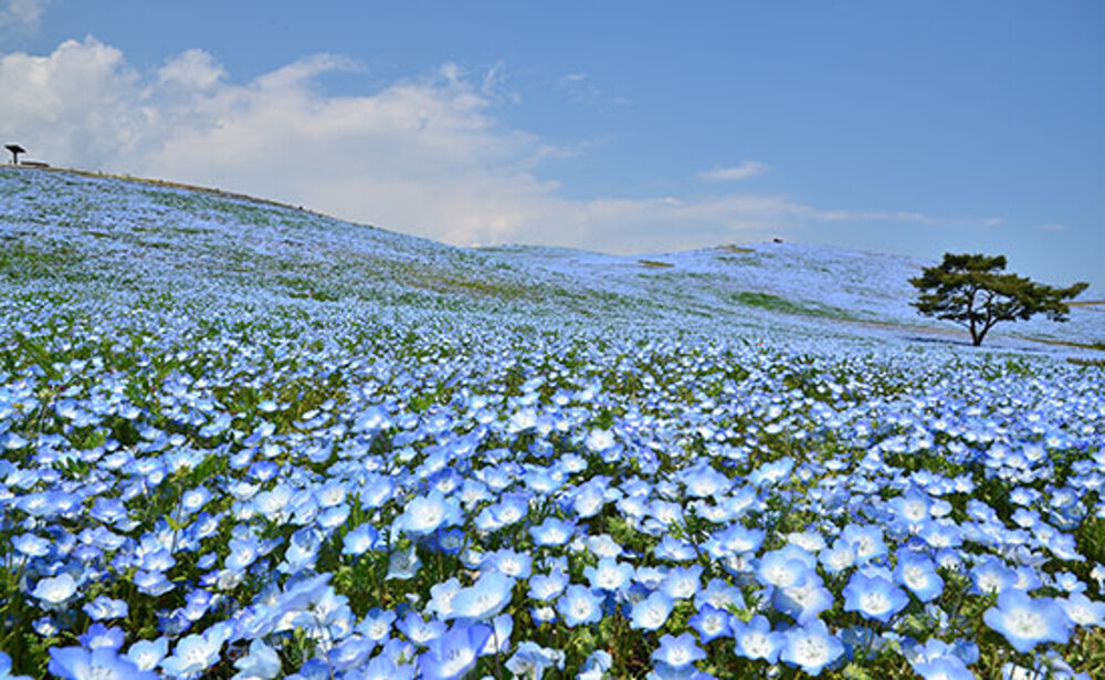 国営ひたち海浜公園(イメージ)