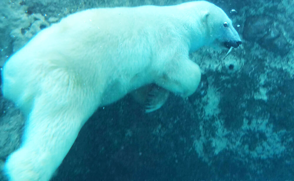 【OP】旭川動物園（イメージ）