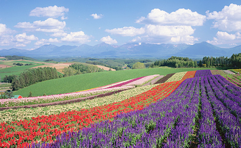 【OP】美瑛（イメージ）