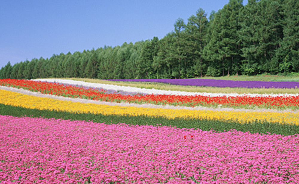 【OP】富良野(イメージ)