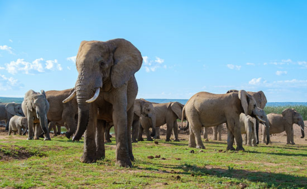 アドゥエレファントパーク<br/>(セルビア/ポートエリザベス)