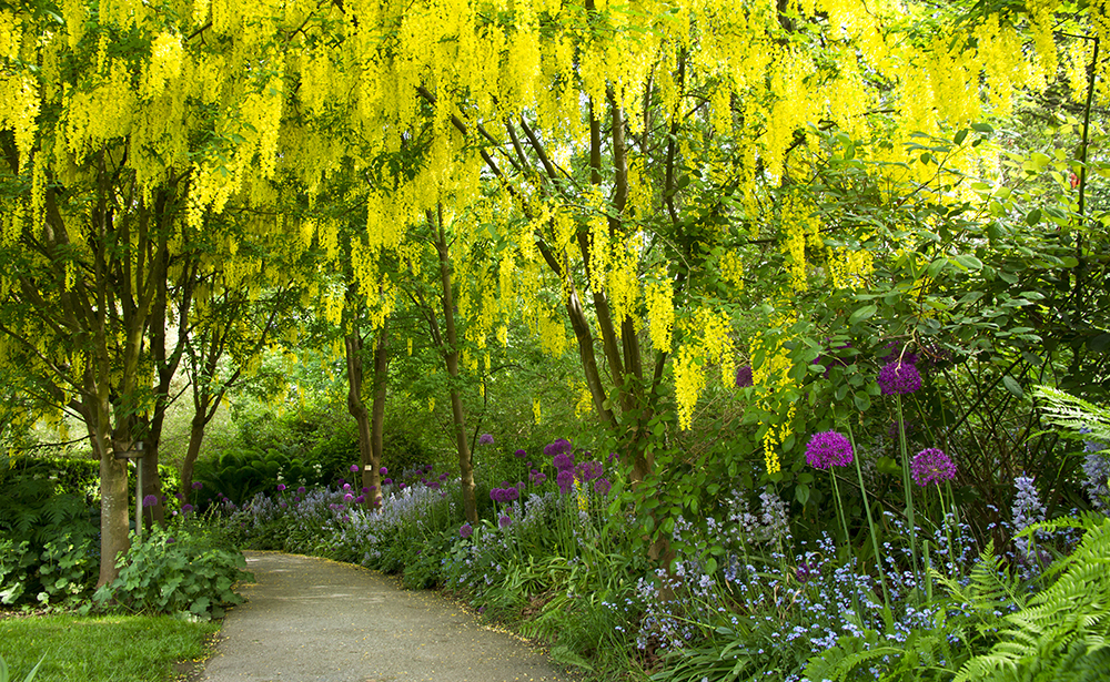 バンデューセン植物園のキバナフジ<br/>(カナダ/バンクーバー)