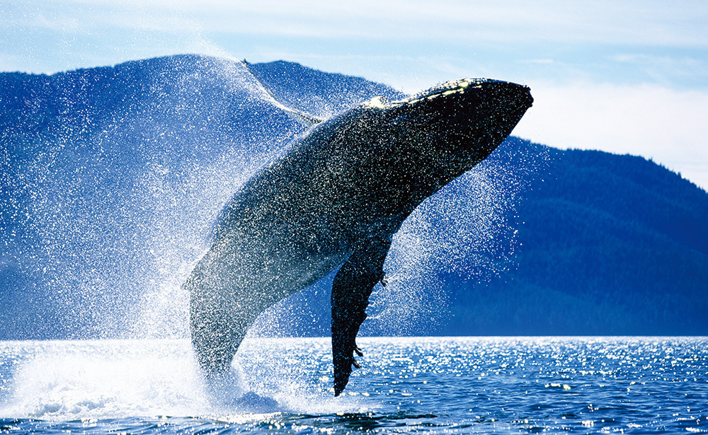 アラスカクルーズ（イメージ）