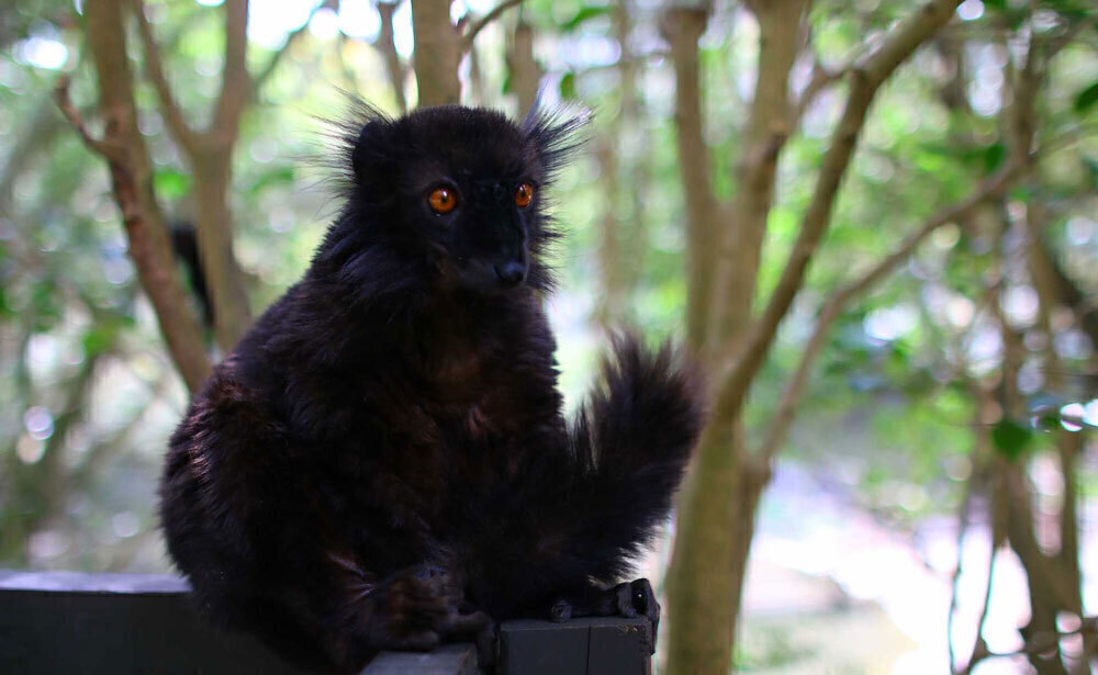 黒キツネザル/イメージ（マダガスカル）