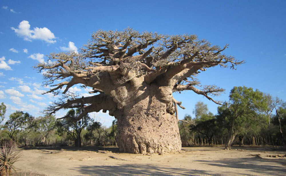 バオバブの木（マダガスカル）