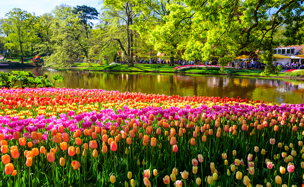 キューケンホフ公園<br>（アムステルダム/オランダ）