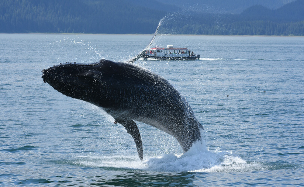 【OP】ホエール･ウォッチング<br/>（ジュノー）