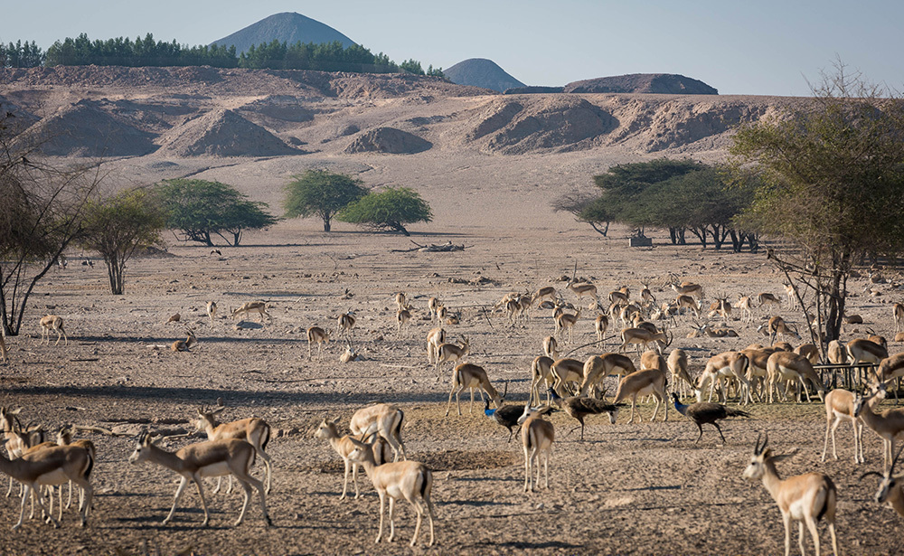 シルバニヤス島