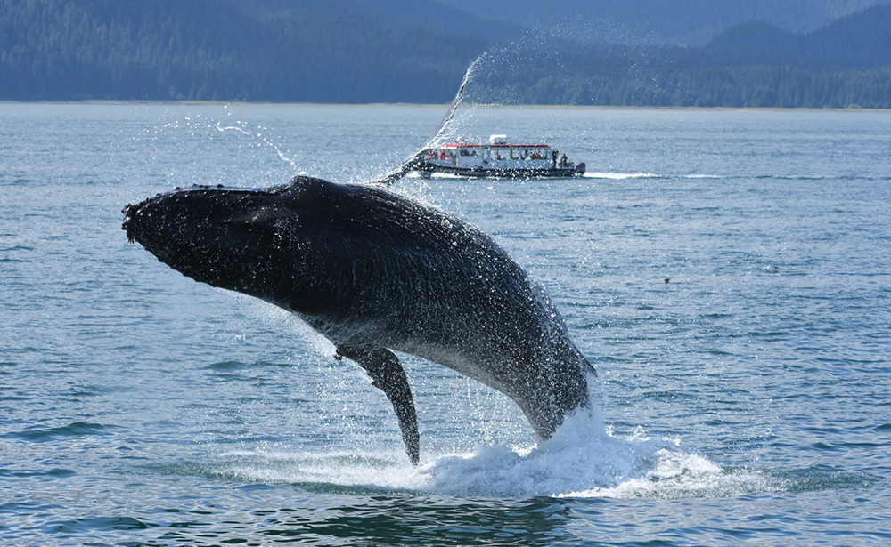 【OP】ホエールウォッチング<br />(ジュノー)