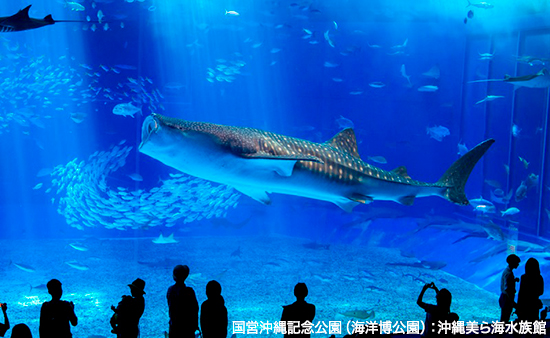 churaumi_kuroshio2