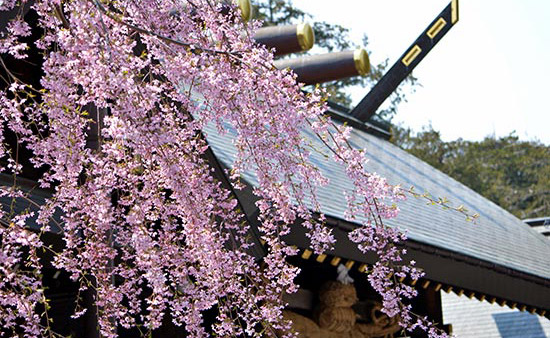 梅と桜が同時に楽しめる北海道神宮
