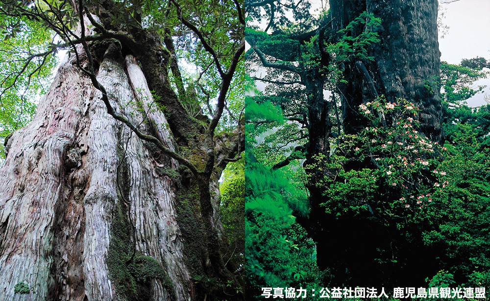 紀元杉