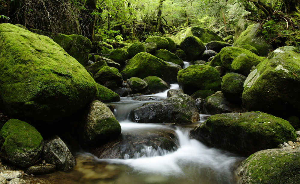 屋久島