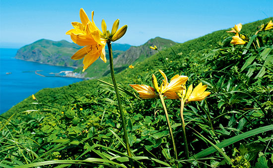 礼文島