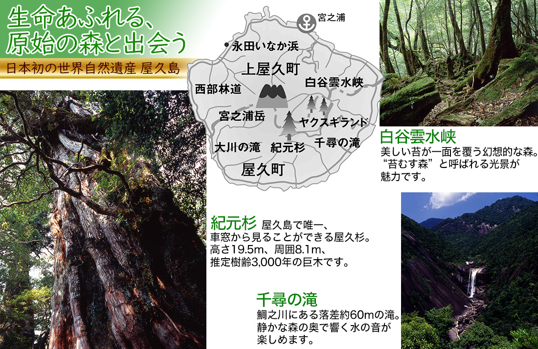 屋久島