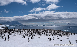 地球最後の秘境 南極クルーズ 15日間